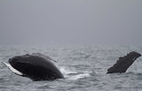 Humpback Whale_6698.jpg