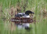 Common Loon on Nest_7646.jpg