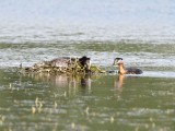 Red-necked Grebe - nest_5514.jpg