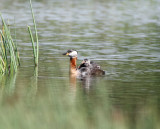 Red-necked Grebe with babies_5344.jpg
