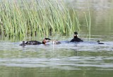Red-necked Grebe with babies_5453.jpg
