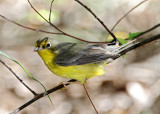 Canada Warbler - female_8571.jpg