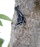Black-and-white Warbler - female_8575.jpg