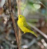 Yellow Warbler - female_8580.jpg