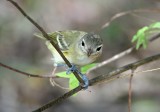 Solitary Vireo_8619.jpg