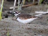 Killdeer - juvenile_9156.jpg