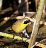 Common Yellowthroat - male_9359.jpg