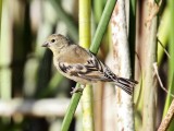 American Goldfinch - juvenile_9333.jpg