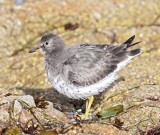 Surfbird - juvenile_0008.jpg