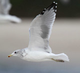 California Gull - non-breeding_8776.jpg
