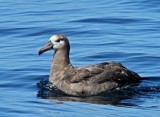 Black-footed Albatross - aged_0528.jpg