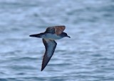 Pink-footed Shearwater_1045.jpg
