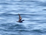 Black Storm-Petrel_0869.jpg