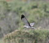 Northern Harrier - male_2159.jpg