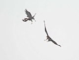 Northern Harrier - female vs male1_2177.jpg