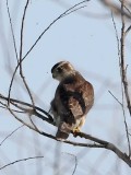 Merlin - female or immature_1837.jpg