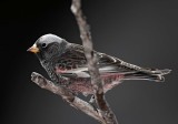Black Rosy-Finch - non-breeding male_2644.jpg