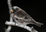 Black Rosy-Finch - non-breeding female_2637.jpg