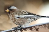 Gray-crowned Rosy-Finch - non-breeding female_2920.jpg