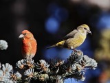 Red Crossbill - male and female_3209.jpg