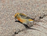 Red Crossbill - 1st year male - variant_3155.jpg