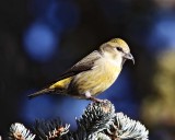 Red Crossbill - female_3210.jpg