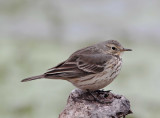 American Pipit_3400.jpg