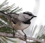 Mountain Chickadee_2950.jpg