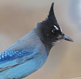 Stellers Jay_2463.jpg
