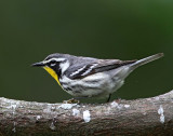 Yellow-throated Warbler_0650.jpg