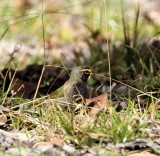 Yellow-faced Grassquit - Goose Island SP_4799.jpg