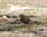 Yellow-faced Grassquit - Goose Island SP_4853.jpg