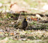 Yellow-faced Grassquit - Goose Island SP_4858.jpg