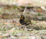 Yellow-faced Grassquit - Goose Island SP_4892.jpg