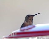Rufous Hummingbird - 1st winter male_4980.jpg