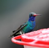 Broad-billed Hummingbird - male_3454.jpg
