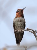 Annas Hummingbird - male_3720.jpg