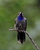 Blue-throated Hummingbird - male_3846.jpg