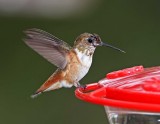 Rufous Hummingbird - juvenile male_3272.jpg