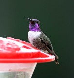 Costifer Hummingbird (Lucifer x Costas hybrid)_3373.jpg