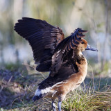 Fulvous Whistling Duck_1468