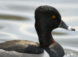 Ring-necked Duck - male_5805.jpg