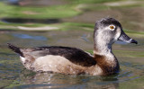 Ring-necked Duck - female_1668.jpg