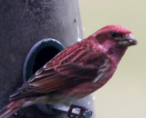 Purple Finch - male_0015.jpg
