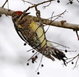 Yellow-bellied Sapsucker - female_3273.jpg