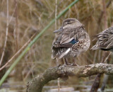 Green-winged Teal - female_2353.jpg