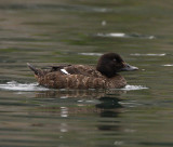 White-winged Scoter - female_3929.jpg