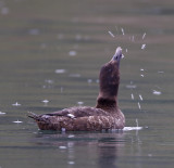 White-winged Scoter - female_3967.jpg