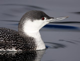 Red-throated loon - non-breeding_3373.jpg