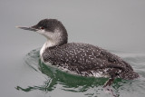 Red-throated Loon - non-breeding_3386.jpg